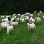 TÉMA: Sú veriaci za hranicami bez pastiera?