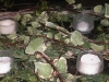 p1010090