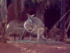 australia-3-047.jpg