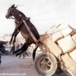 Okay, donkey