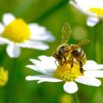 WORLD BEE DAY